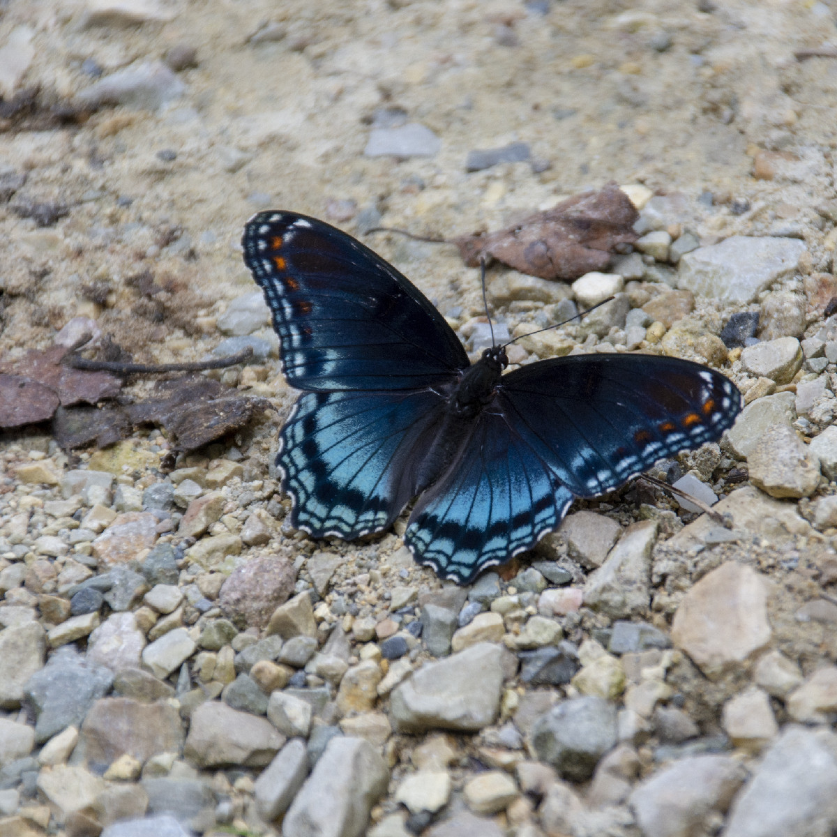 Red-spotted purple butterfly